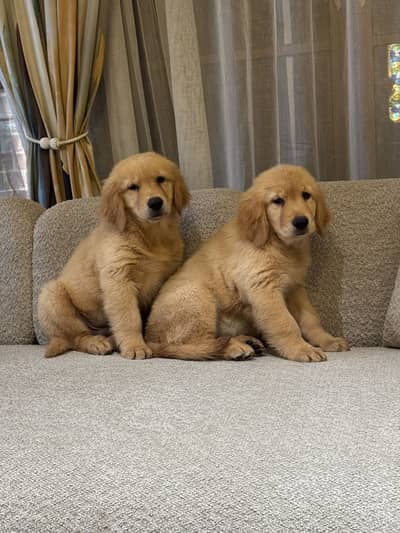 KCP American golden retriever pedigree puppies | puppy/03076463306