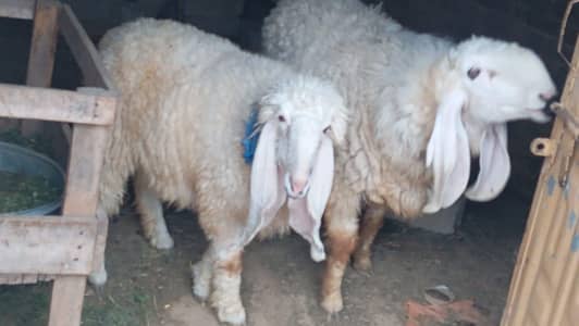 kajla dumba 2 dant pair