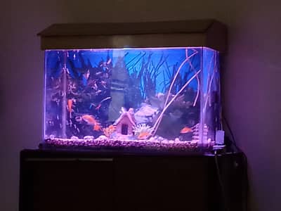 2.4ft Aquarium glass with top, gravel and some decorations
