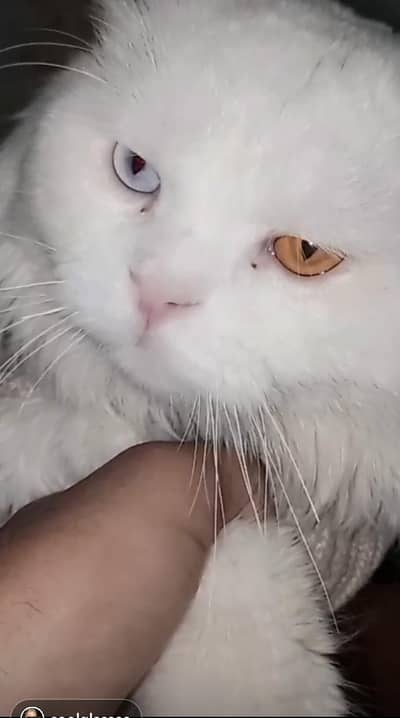 breeder male code eyes white colour