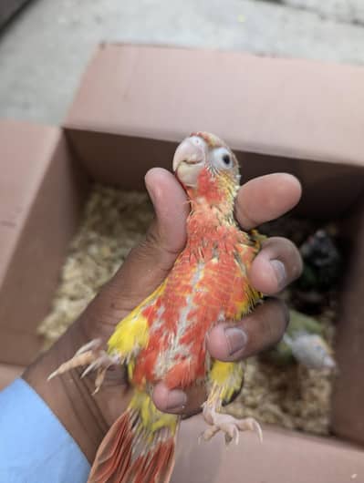 Pineapple conure high red factor chicks