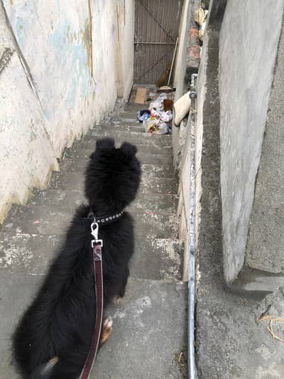 triple coat German shepherd puppy contact  no 03713199498,03215015287