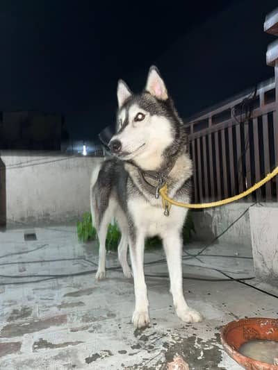 siberian husky female 037097/95369 final price