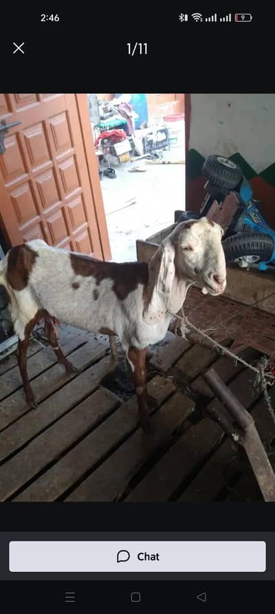 میں بھیج رہا ہوں دو بچوں والی بکری اس بھائی کو چاہیے کیا رابطہ نیچے ہے