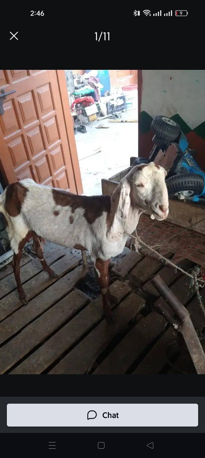 میں بھیج رہا ہوں دو بچوں والی بکری اس بھائی کو چاہیے کیا رابطہ نیچے ہے 0