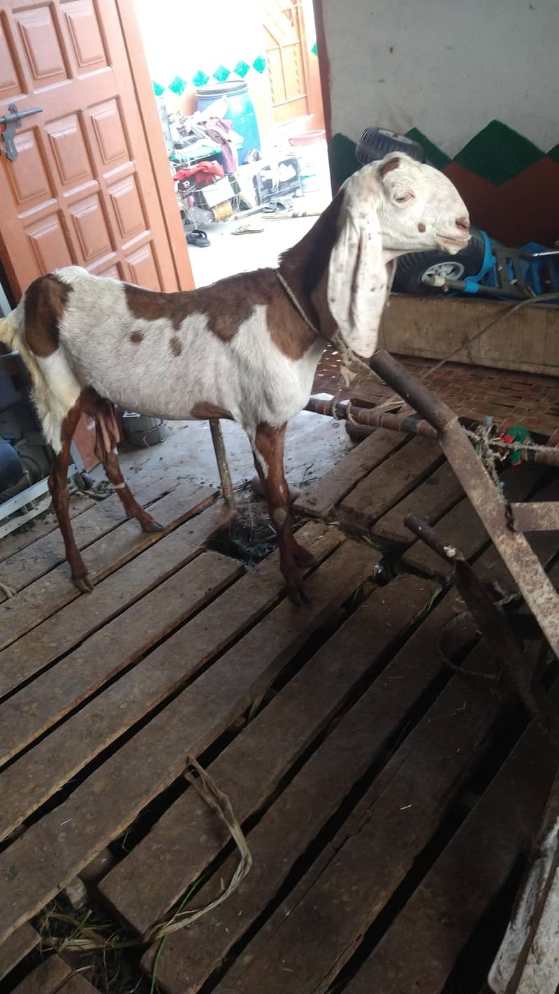 میں بھیج رہا ہوں دو بچوں والی بکری اس بھائی کو چاہیے کیا رابطہ نیچے ہے 1