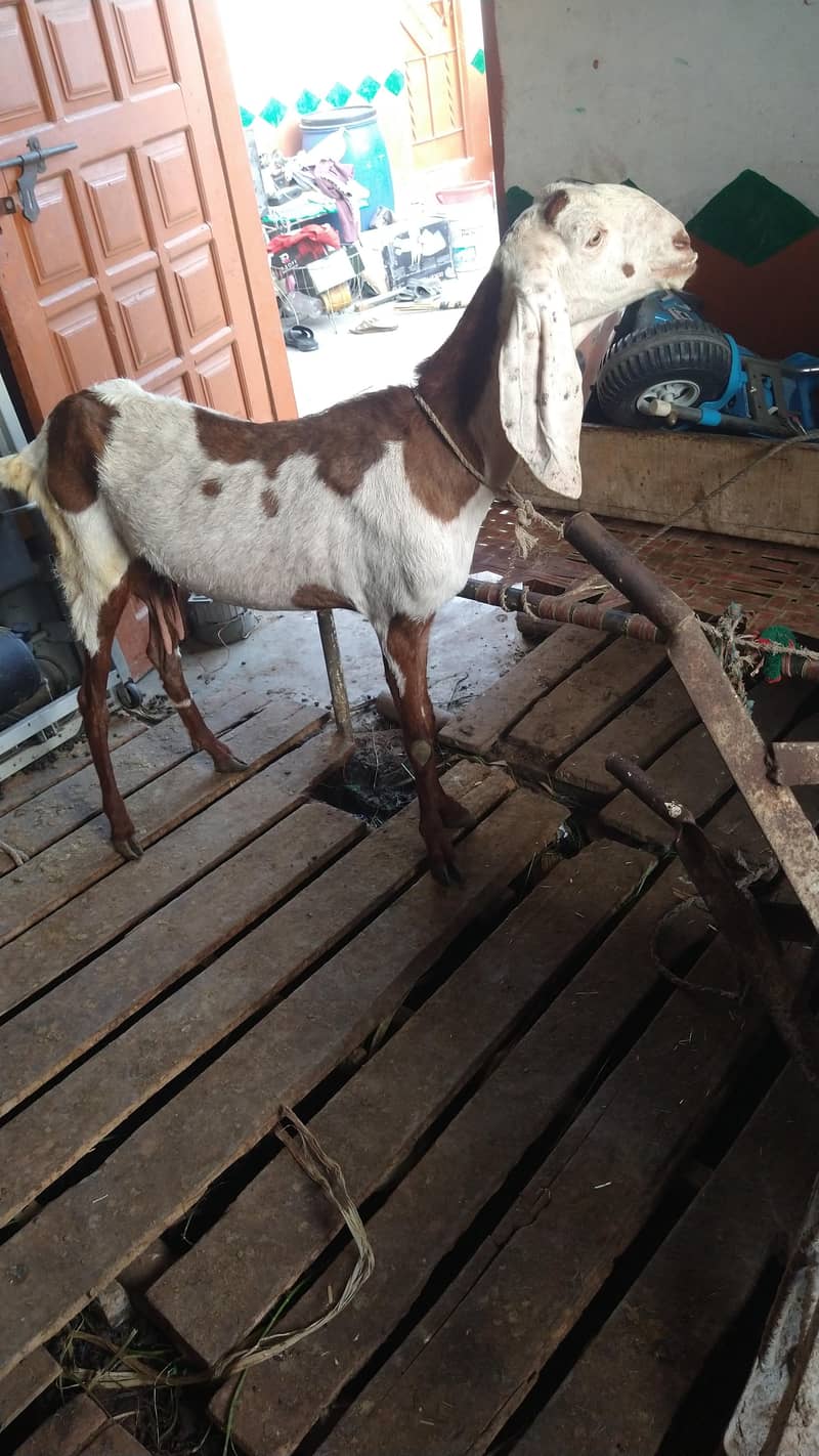 میں بھیج رہا ہوں دو بچوں والی بکری اس بھائی کو چاہیے کیا رابطہ نیچے ہے 2