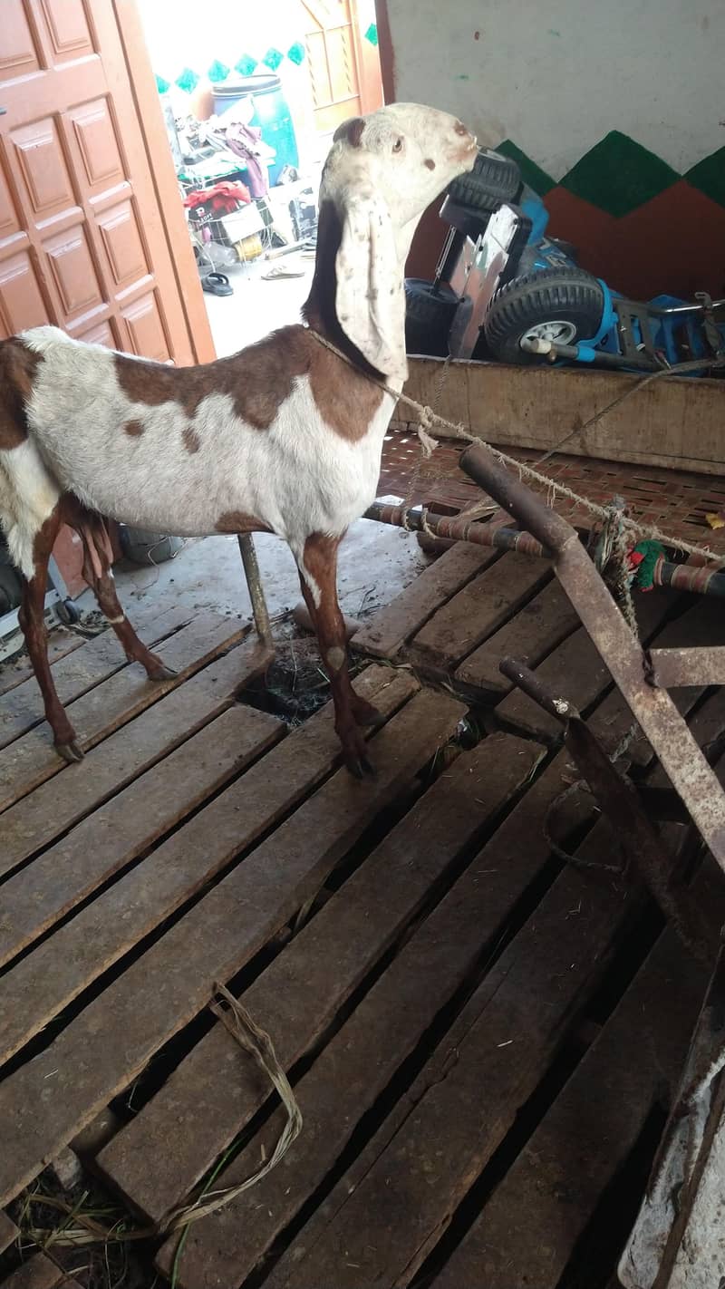 میں بھیج رہا ہوں دو بچوں والی بکری اس بھائی کو چاہیے کیا رابطہ نیچے ہے 4