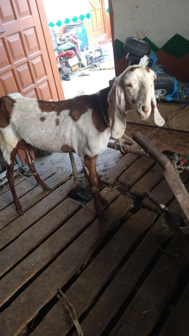 میں بھیج رہا ہوں دو بچوں والی بکری اس بھائی کو چاہیے کیا رابطہ نیچے ہے 5