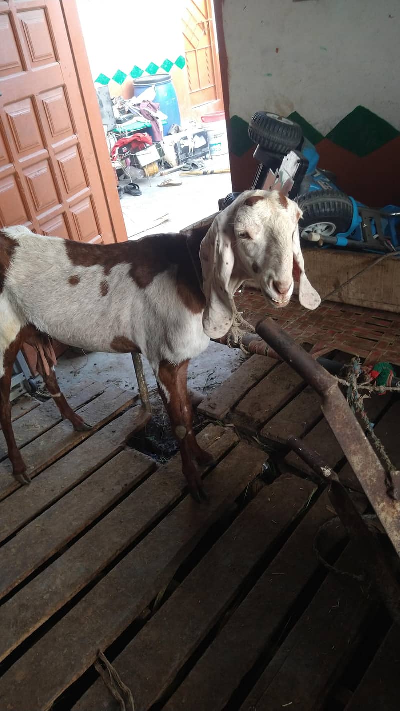 میں بھیج رہا ہوں دو بچوں والی بکری اس بھائی کو چاہیے کیا رابطہ نیچے ہے 6