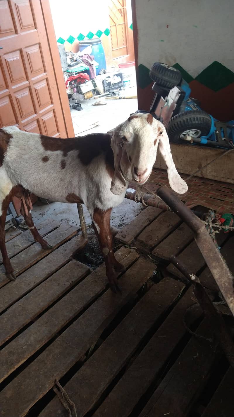 میں بھیج رہا ہوں دو بچوں والی بکری اس بھائی کو چاہیے کیا رابطہ نیچے ہے 7