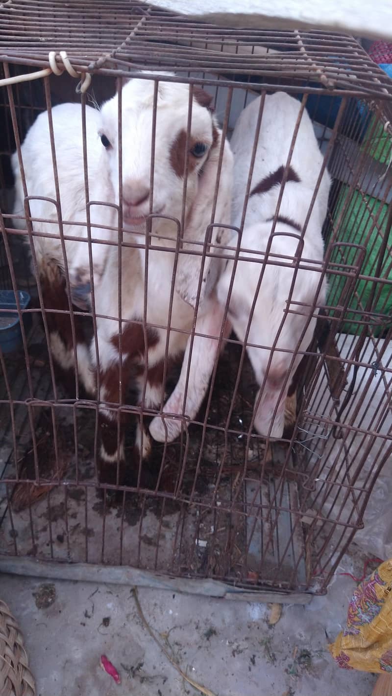 میں بھیج رہا ہوں دو بچوں والی بکری اس بھائی کو چاہیے کیا رابطہ نیچے ہے 8