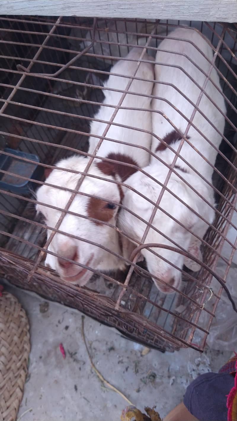 میں بھیج رہا ہوں دو بچوں والی بکری اس بھائی کو چاہیے کیا رابطہ نیچے ہے 9