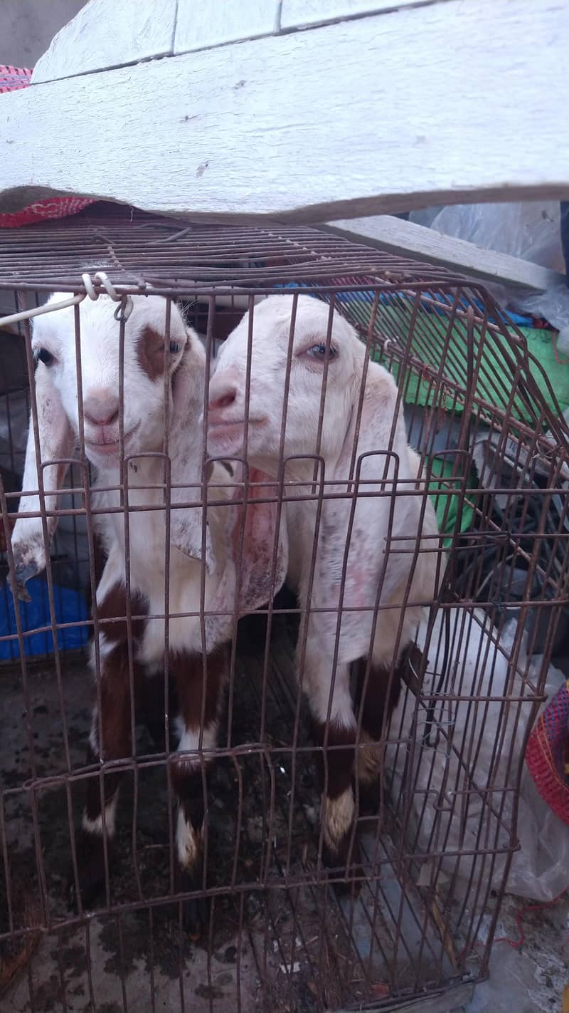 میں بھیج رہا ہوں دو بچوں والی بکری اس بھائی کو چاہیے کیا رابطہ نیچے ہے 10