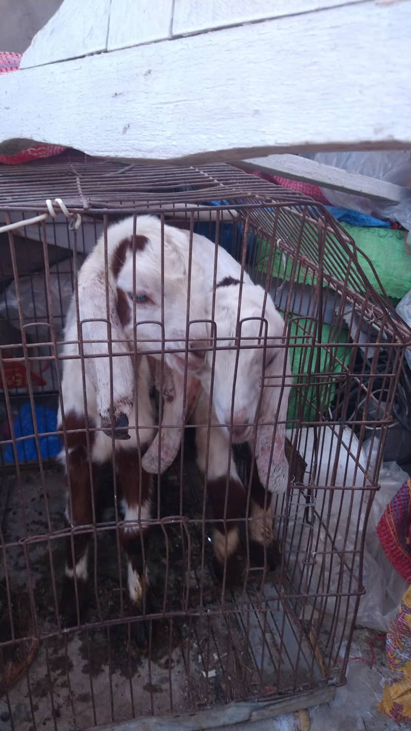 میں بھیج رہا ہوں دو بچوں والی بکری اس بھائی کو چاہیے کیا رابطہ نیچے ہے 11