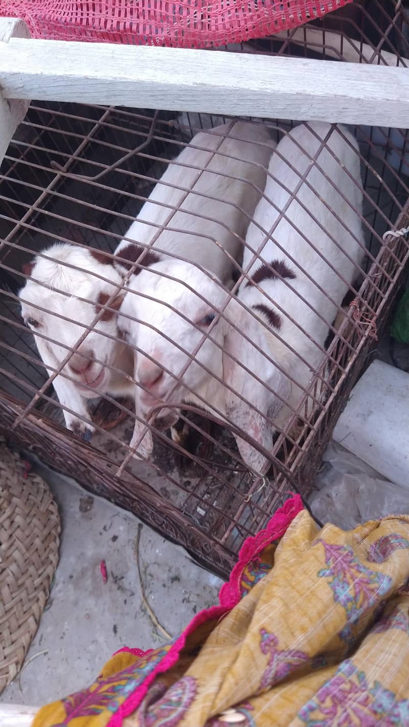 میں بھیج رہا ہوں دو بچوں والی بکری اس بھائی کو چاہیے کیا رابطہ نیچے ہے 13