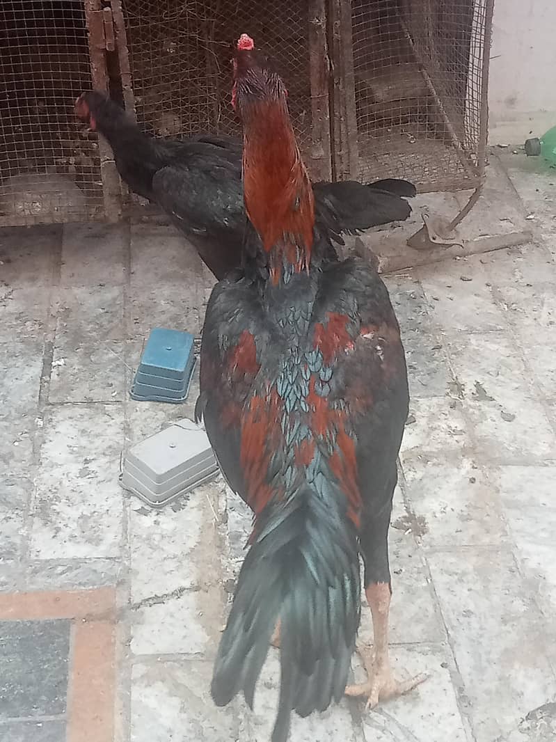 سیل جوڑا ہوم بریڈ ہے مرغی انڈے دینے شروع کر دیے ہیں بہت 0