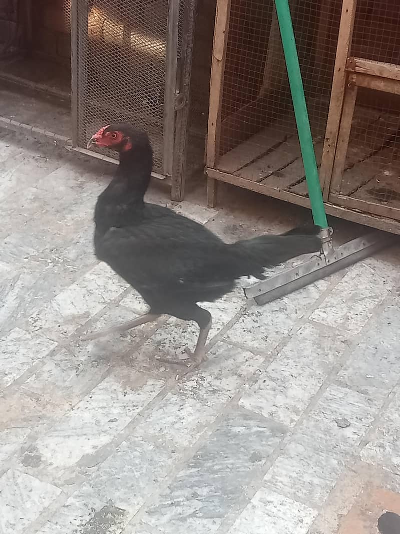 سیل جوڑا ہوم بریڈ ہے مرغی انڈے دینے شروع کر دیے ہیں بہت 1