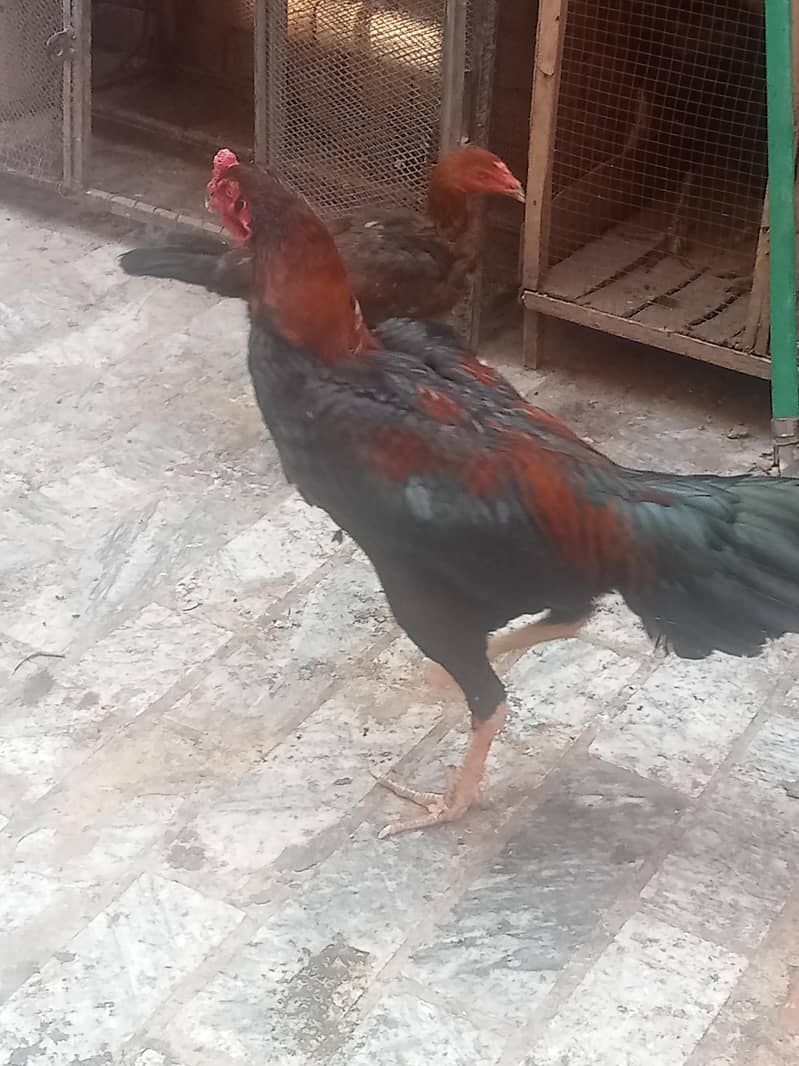 سیل جوڑا ہوم بریڈ ہے مرغی انڈے دینے شروع کر دیے ہیں بہت 2