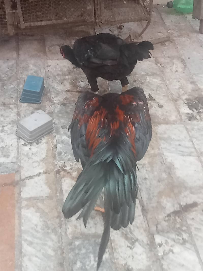 سیل جوڑا ہوم بریڈ ہے مرغی انڈے دینے شروع کر دیے ہیں بہت 3