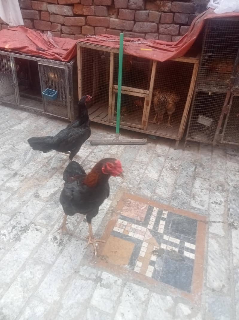سیل جوڑا ہوم بریڈ ہے مرغی انڈے دینے شروع کر دیے ہیں بہت 4