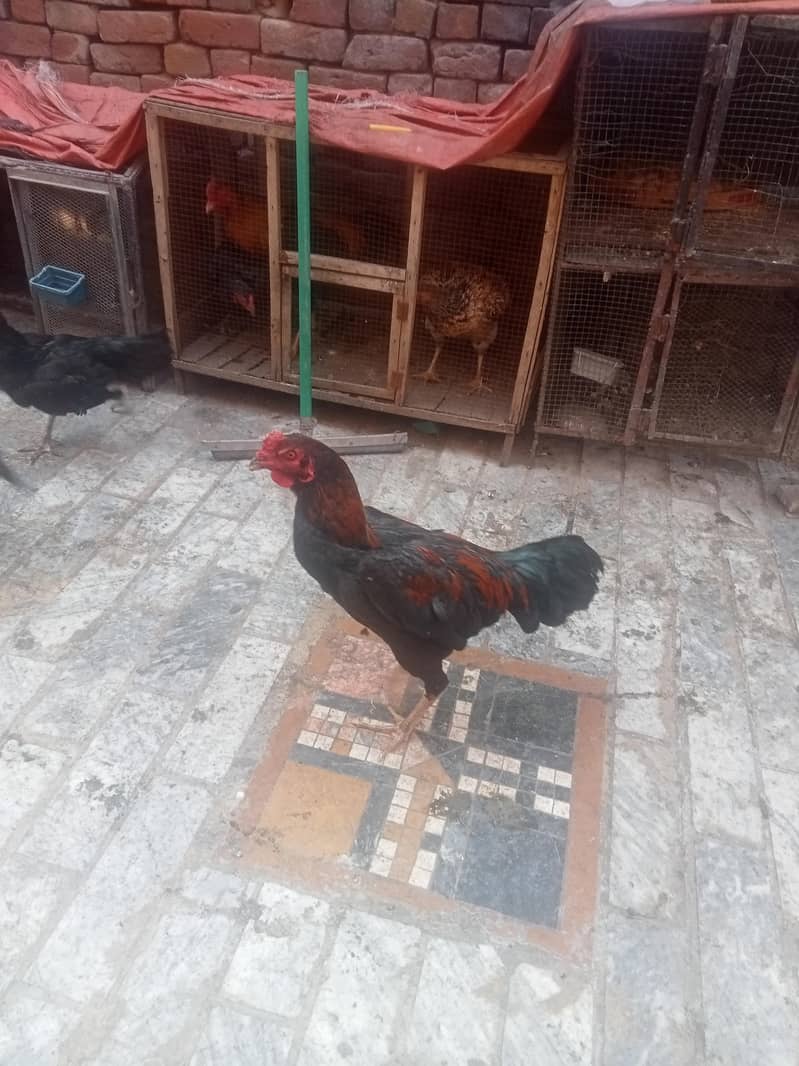 سیل جوڑا ہوم بریڈ ہے مرغی انڈے دینے شروع کر دیے ہیں بہت 5
