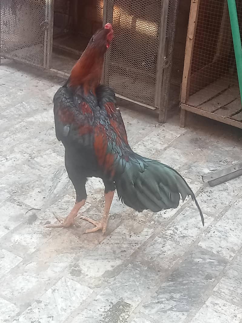 سیل جوڑا ہوم بریڈ ہے مرغی انڈے دینے شروع کر دیے ہیں بہت 6