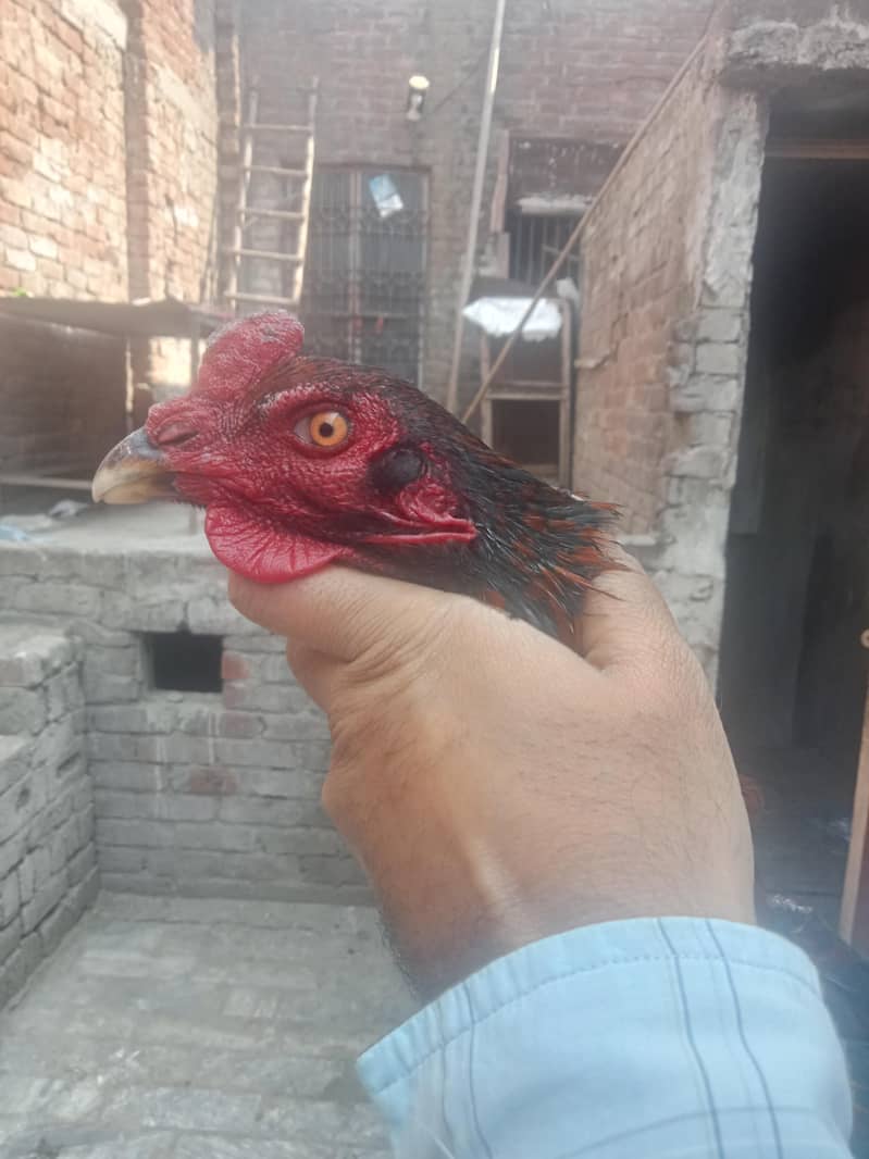 سیل جوڑا ہوم بریڈ ہے مرغی انڈے دینے شروع کر دیے ہیں بہت 7