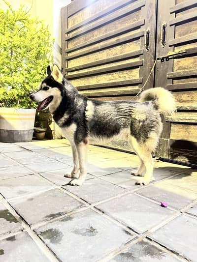 Purebred Siberian Husky for Sale Male Husky