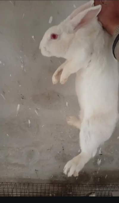 white male rabbit for sale