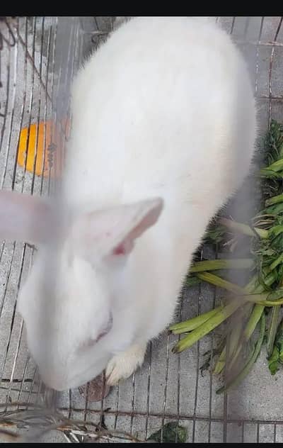 white male rabbit for sale