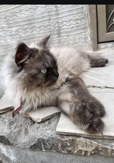 black brown hamalian triple coat cat