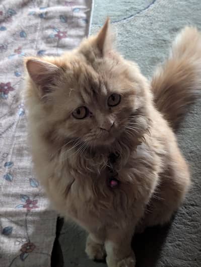 golden Persian kitten