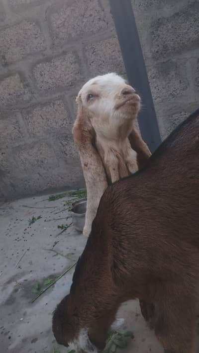 Goat Pair For Sale Male and Female