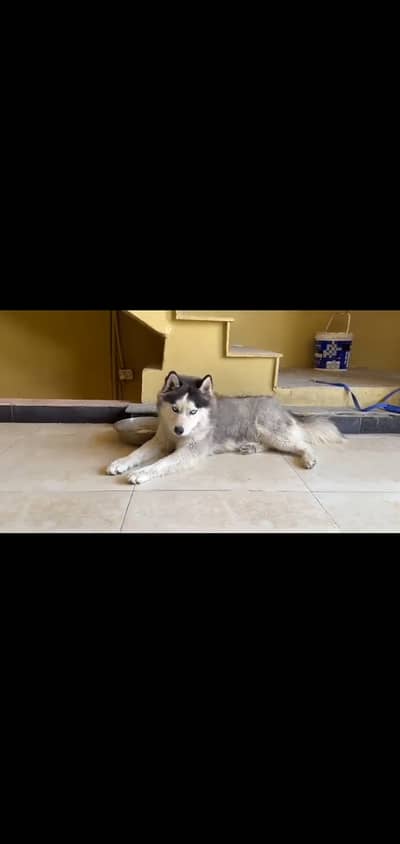 Husky male