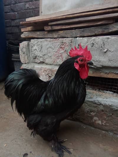 Full, fluffy black feathers with green shine  Feathered legs and feet