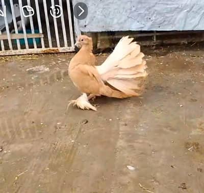 American fantail chiks high flying tedi Kasuri pigeon