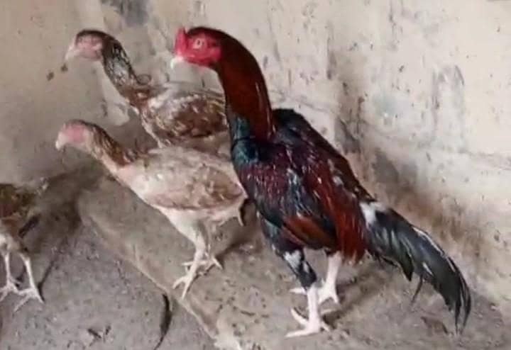 Sindhi breader Pair Eid offer 4