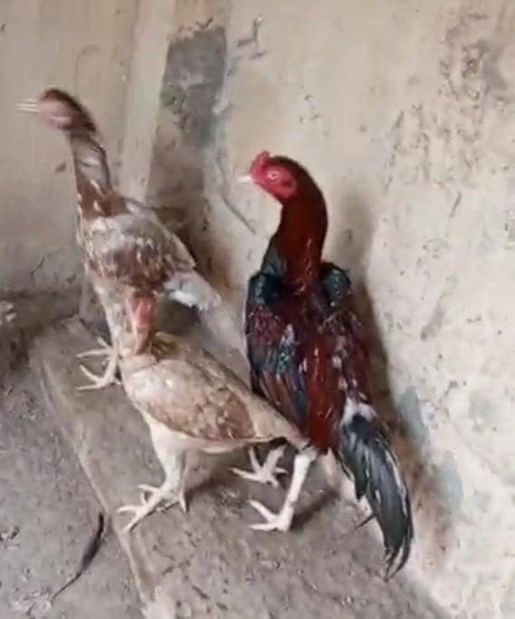 Sindhi breader Pair Eid offer 5