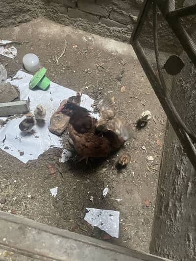 Aseel chicks for sale