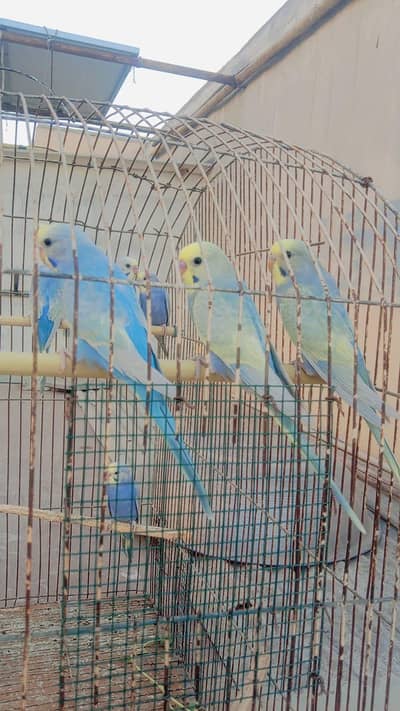 urgent Sale location Karachi  03171071037