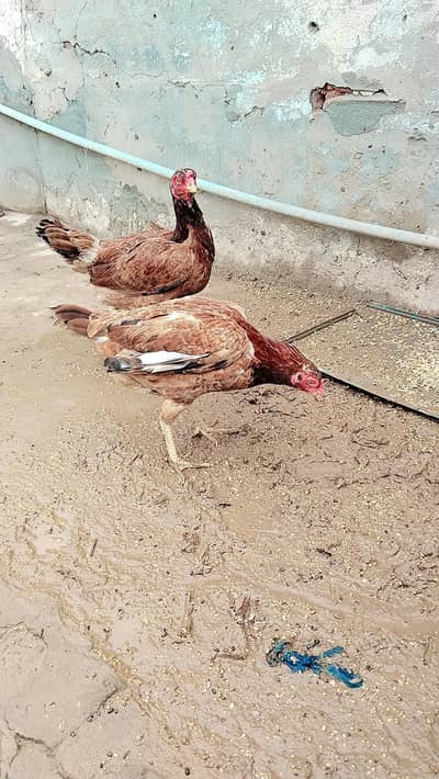 2 murgian 1 murga aseel healthy and active andy de rhi hn