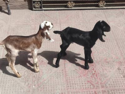 For Sale sht 2 baby hn female 03047949297 Call Whatsapp