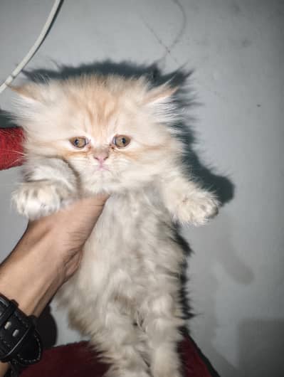 Persian Kittens