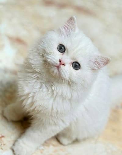 pure persian punch face male kitten triple coat