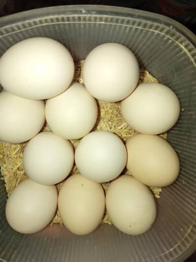 heera aseel fertile eggs