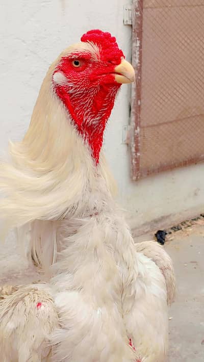 mashallah high quality -O Shamo pair available