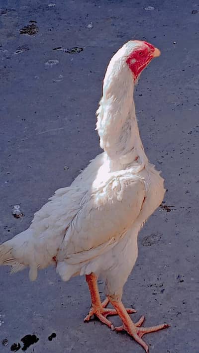 mashallah high quality -O Shamo female available