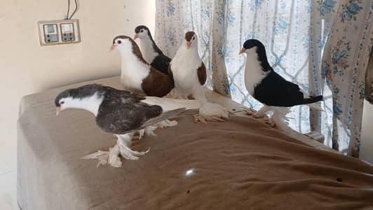 Lahore Sherazi Pigeon 3185461922