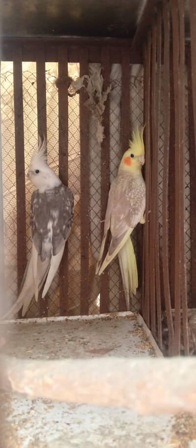 Active Red Eye Cocktail Pair Breeder", "